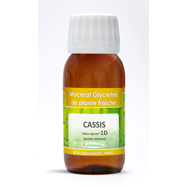 🌱 Cassis (Ribes nigrum) – Bourgeons 1DH