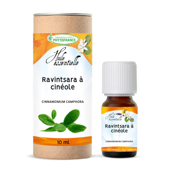 🌱 Ravintsara à cinéole (Cinnamomum camphora)